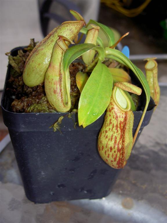 Nepenthes insignis